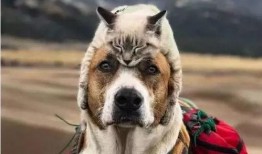 娱乐吃瓜酱女生养的狗,揭秘娱乐吃瓜酱女生的心头爱宠